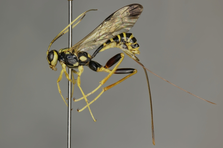 Arotes amoenus female