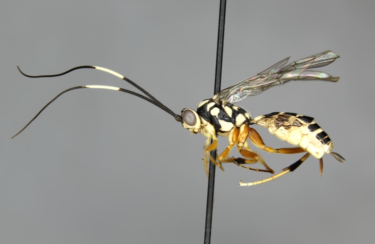 Diradops bethunei female