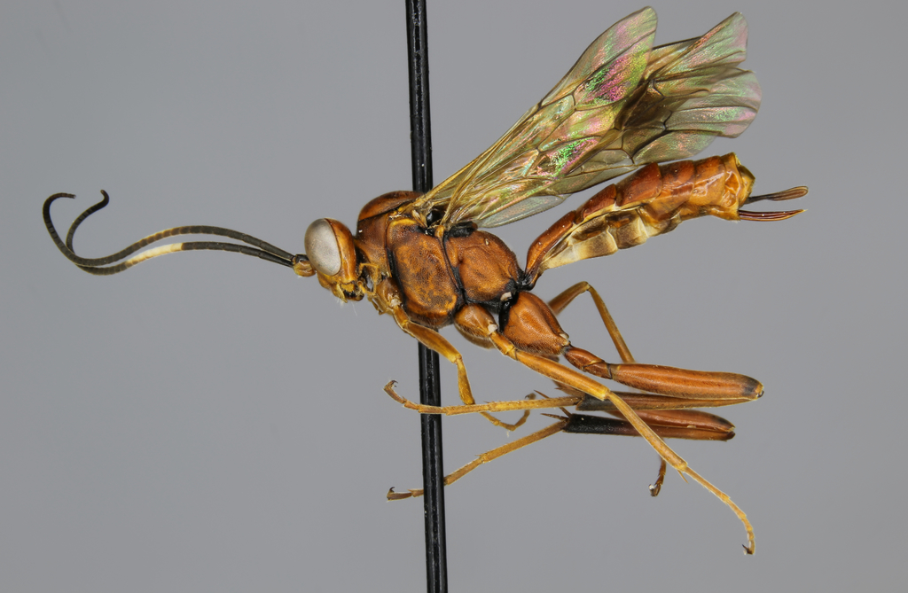 Exetastes fascipennis female