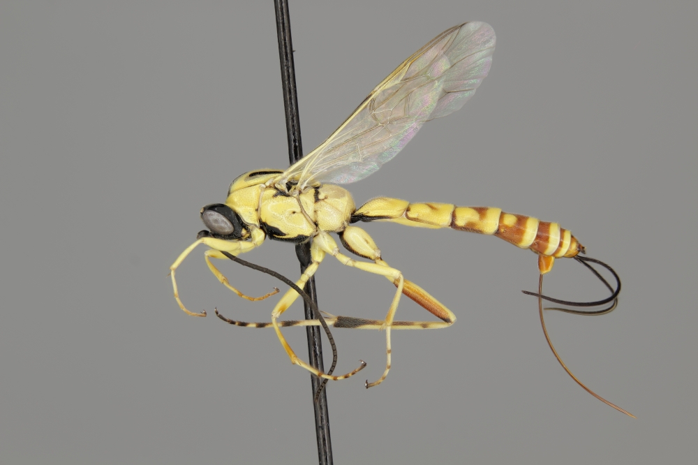 Glypta species female