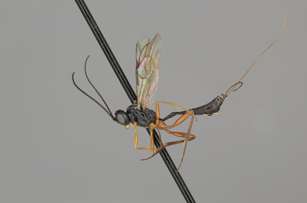 Rhimphoctona longicauda female