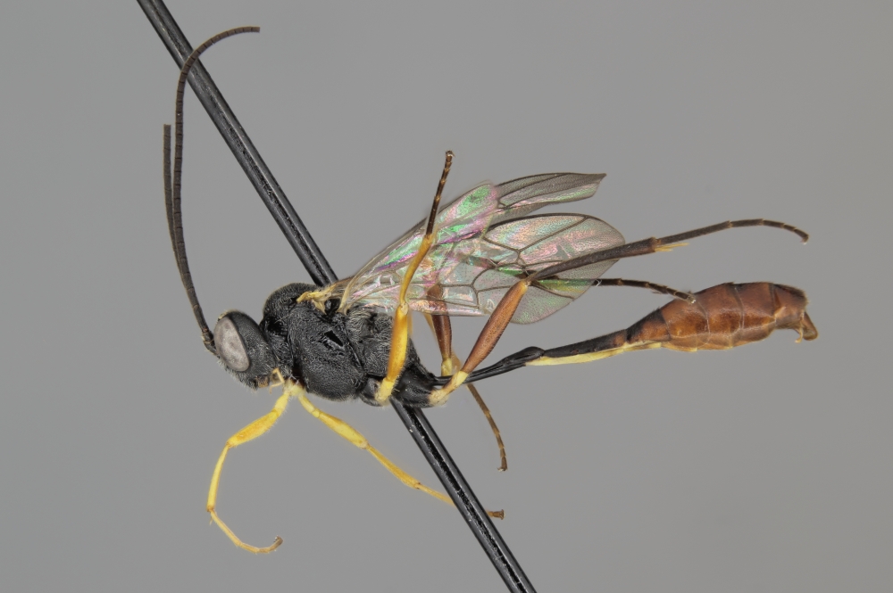 Venturia nigriscapus male