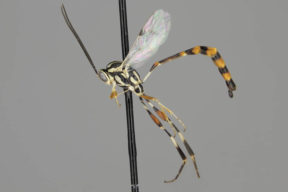 Eiphosoma dentator female