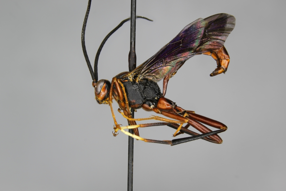 Meringopus serraticaudus male