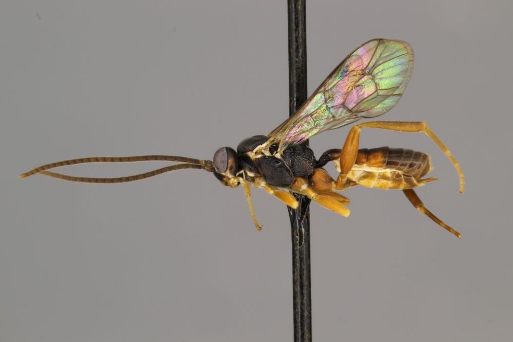 Sphecophaga vesparum female