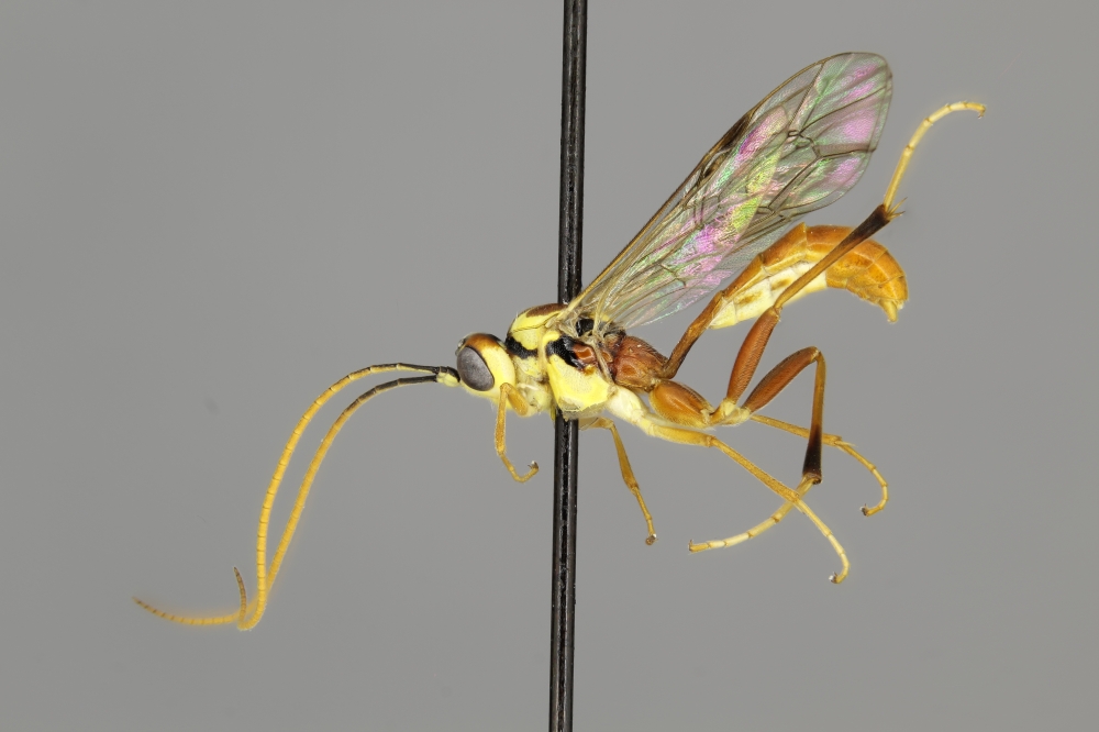 Anisotarcus spatiosus male