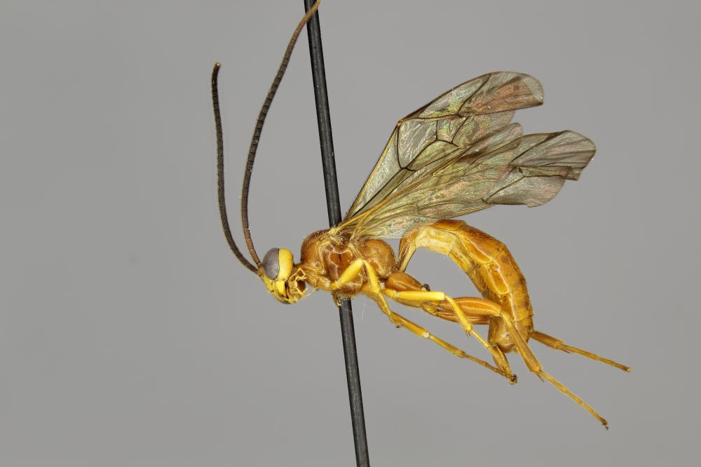 Ctenopelmatinae male