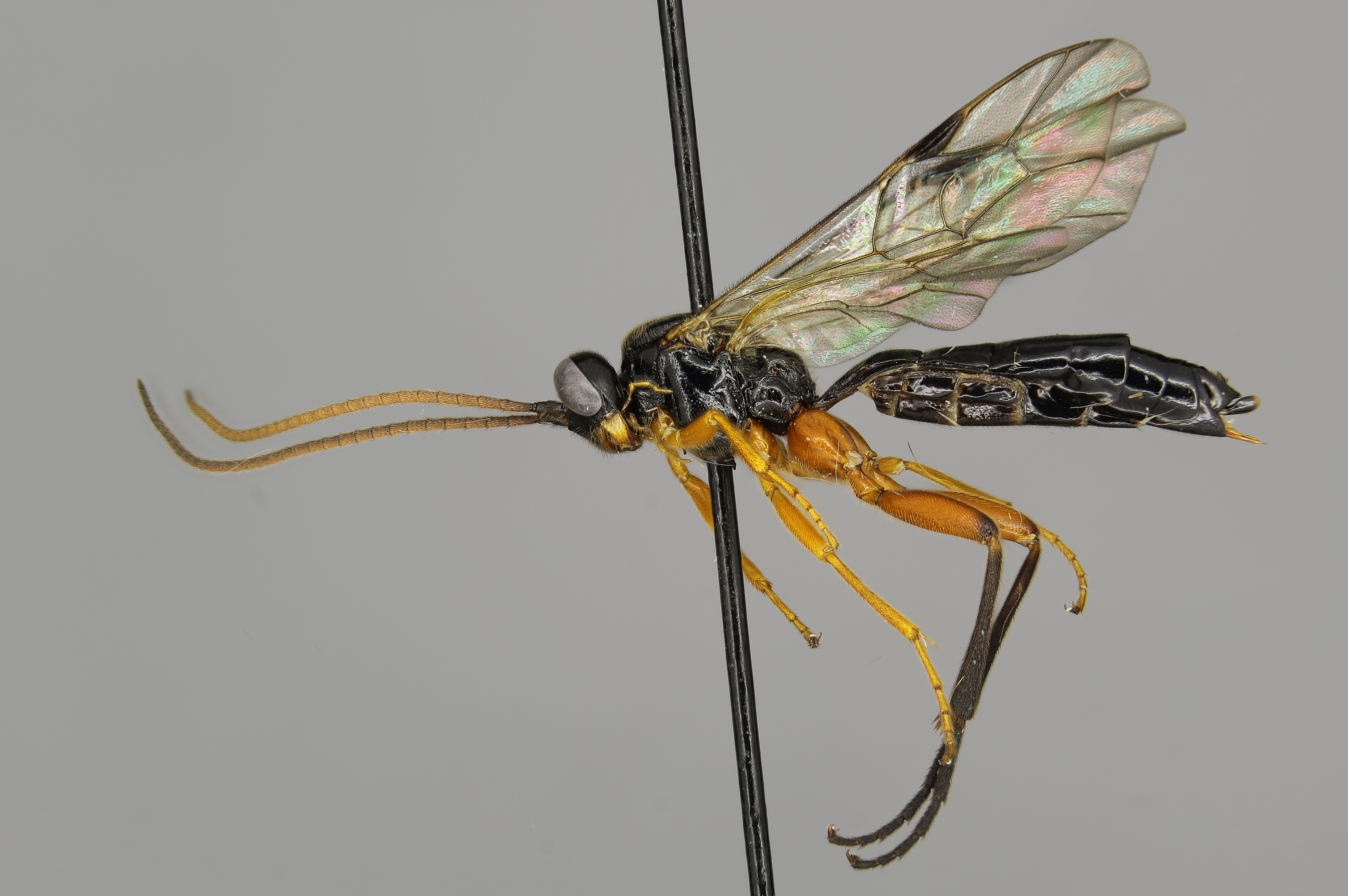 Xenoshesis lineatus female