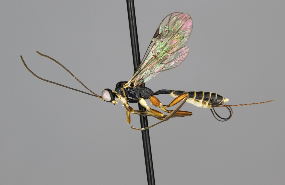 Diacritus muliebris female