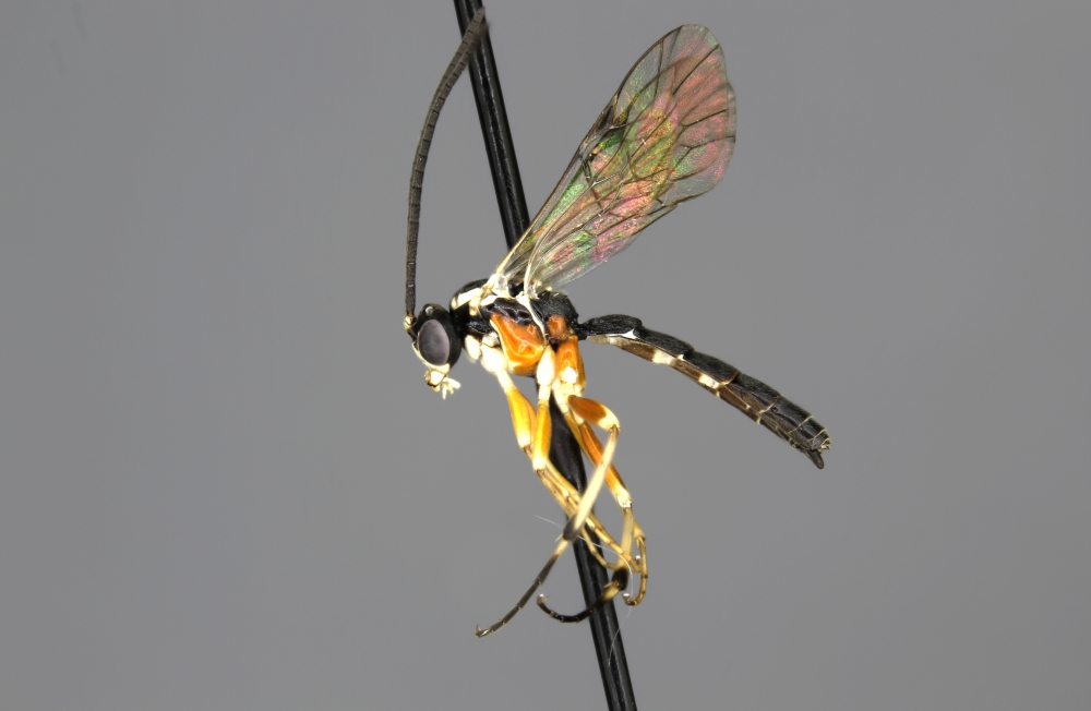 Diplazon pectoratorius male