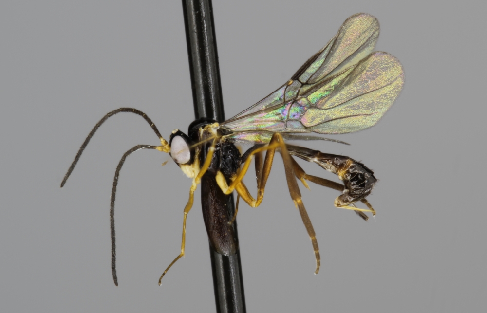 Hybrizon rileyi female