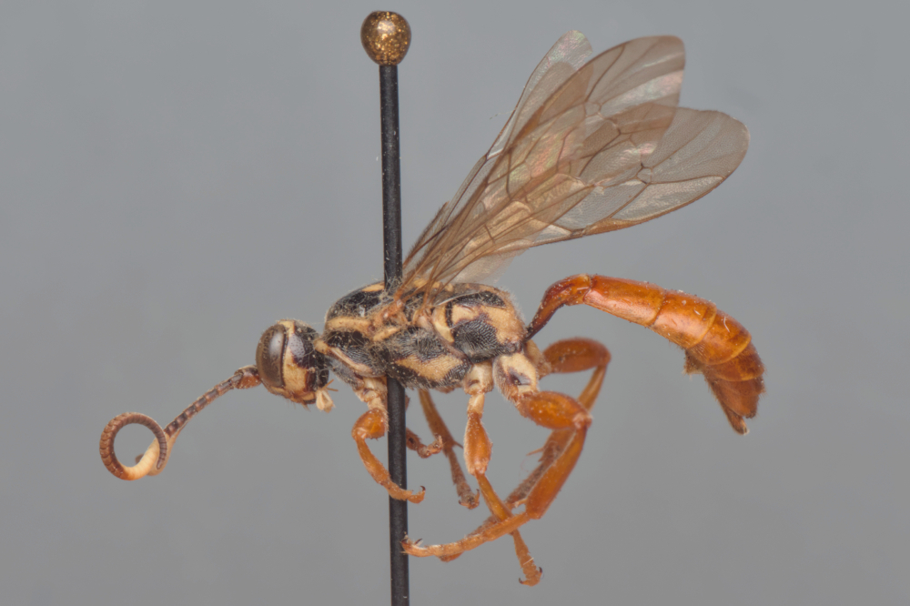 Cratichneumon anisotae female