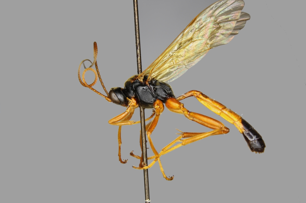Neamblymorpha milva female