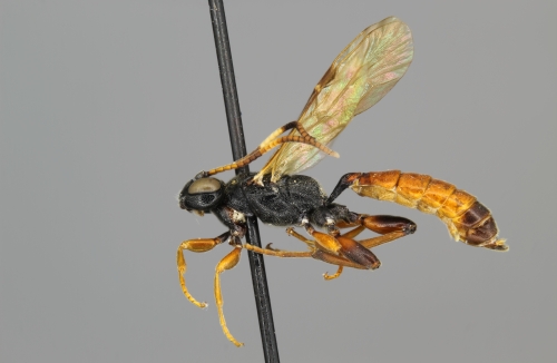 Phaeogenes semivulpinus female