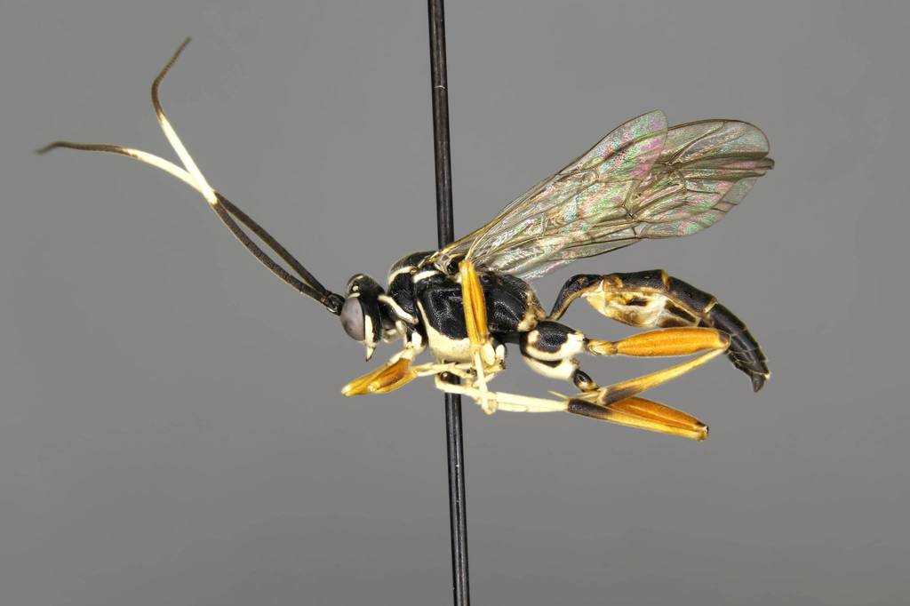 Platylabus berndi male