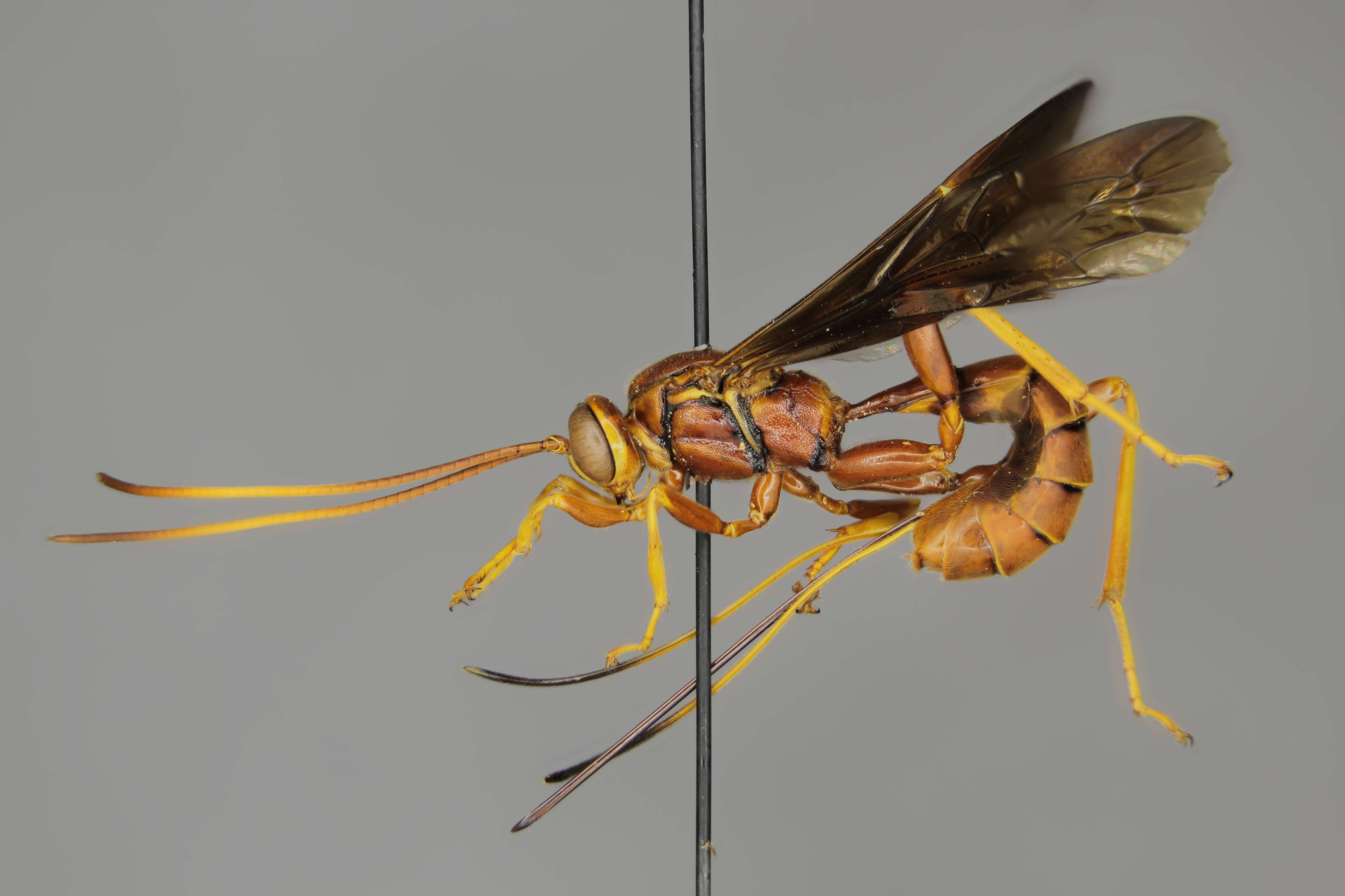 Labena grallator female