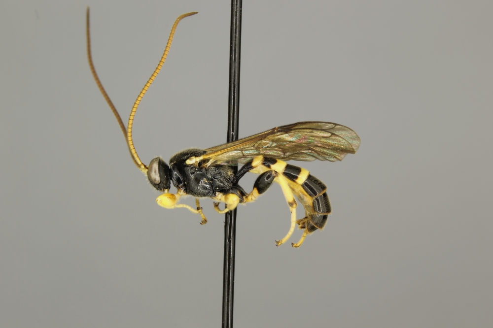 Colpotrochia trifasciata male