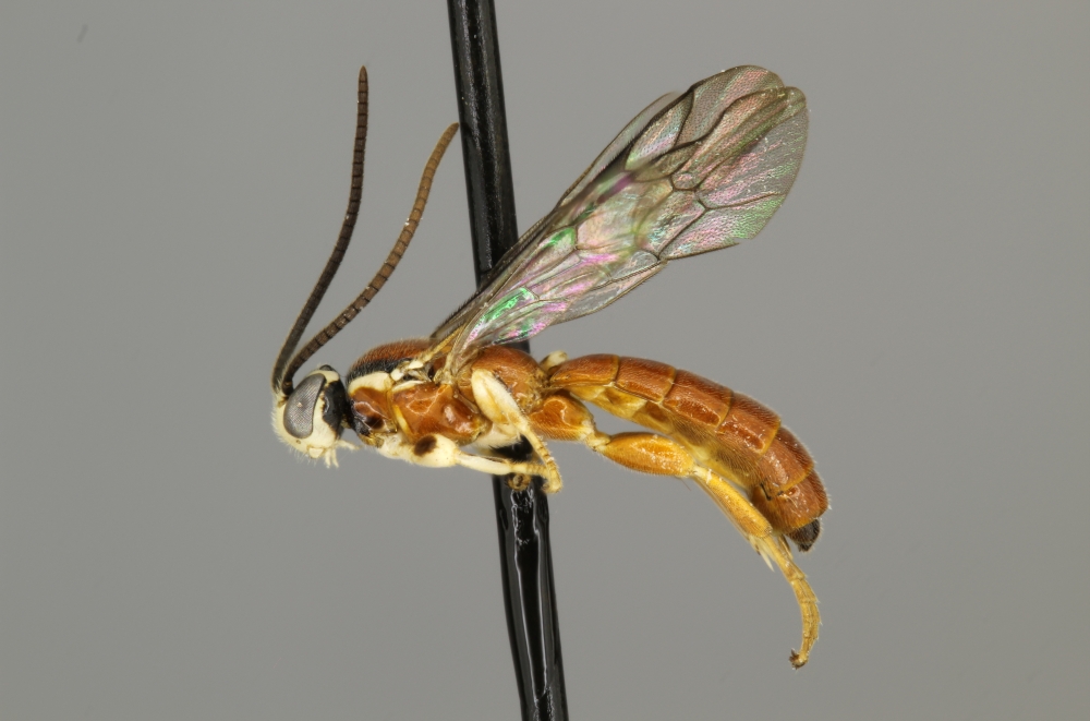 Exochus atriceps male