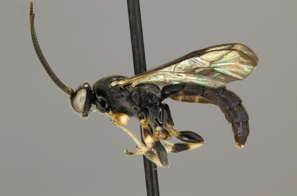 Leurus caeruliventris male