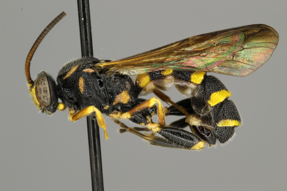 Metopius krombeini female