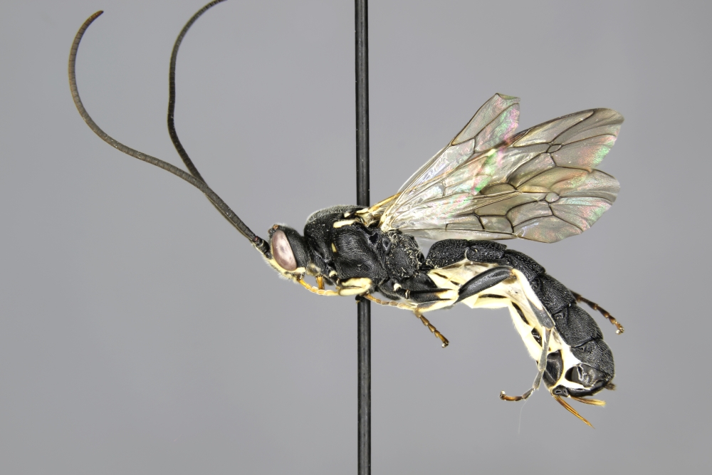 Pseudometopius hagenii female