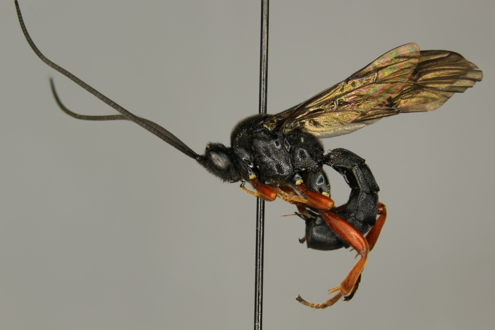 Spudaeus scaber female