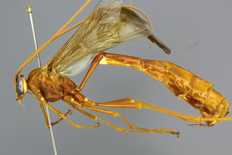 Enicospilus americanus female