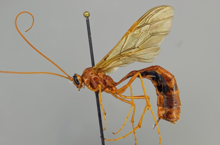 Enicospilus texanus female