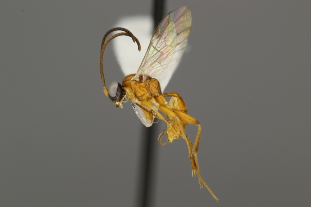 Dichrogaster chrysopae female