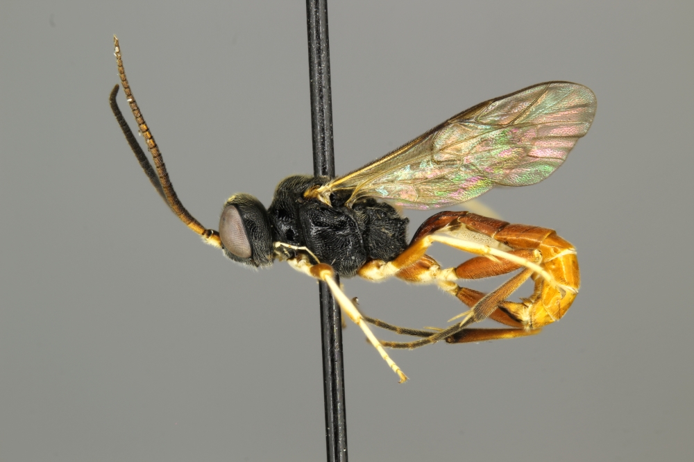 Endasys texanus male