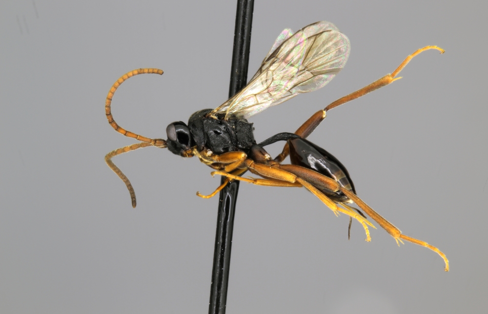 Polyaulon grandis female