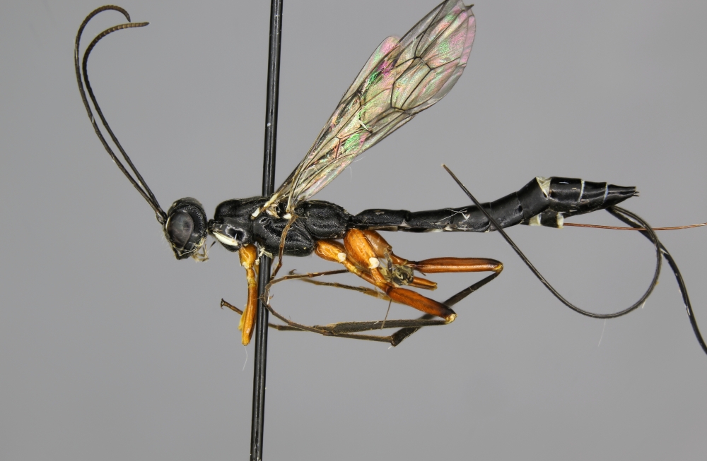 Neoxorides borealis female