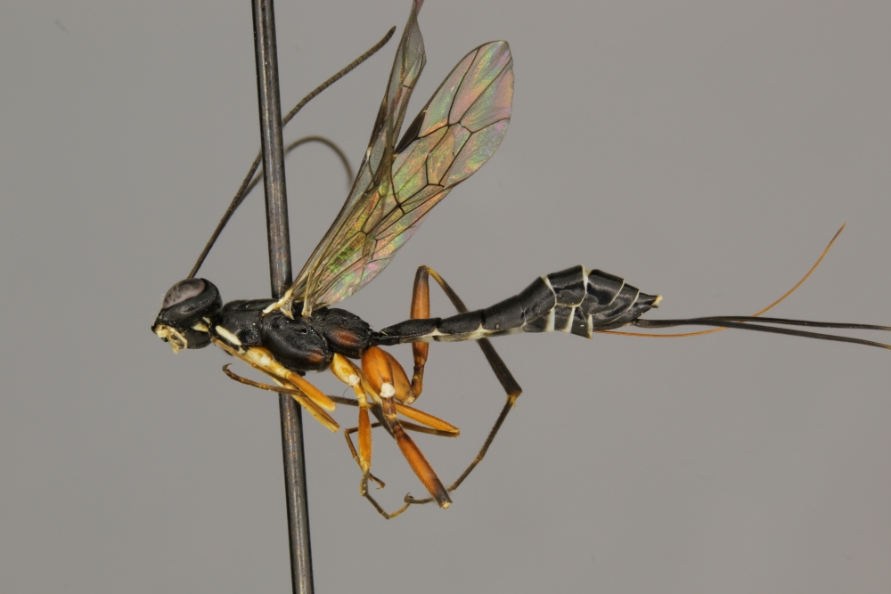 Neoxorides pilulus female