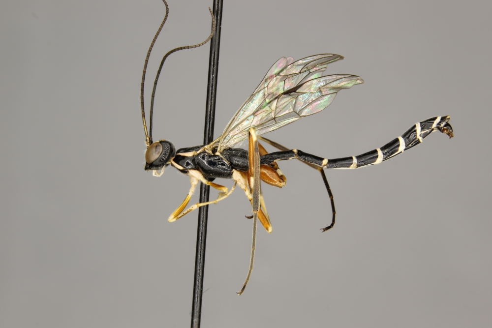 Podoschistus vittifrons male