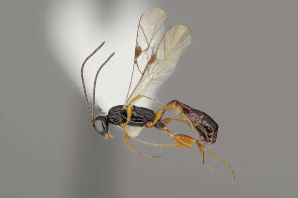 Barycnemis linearis female