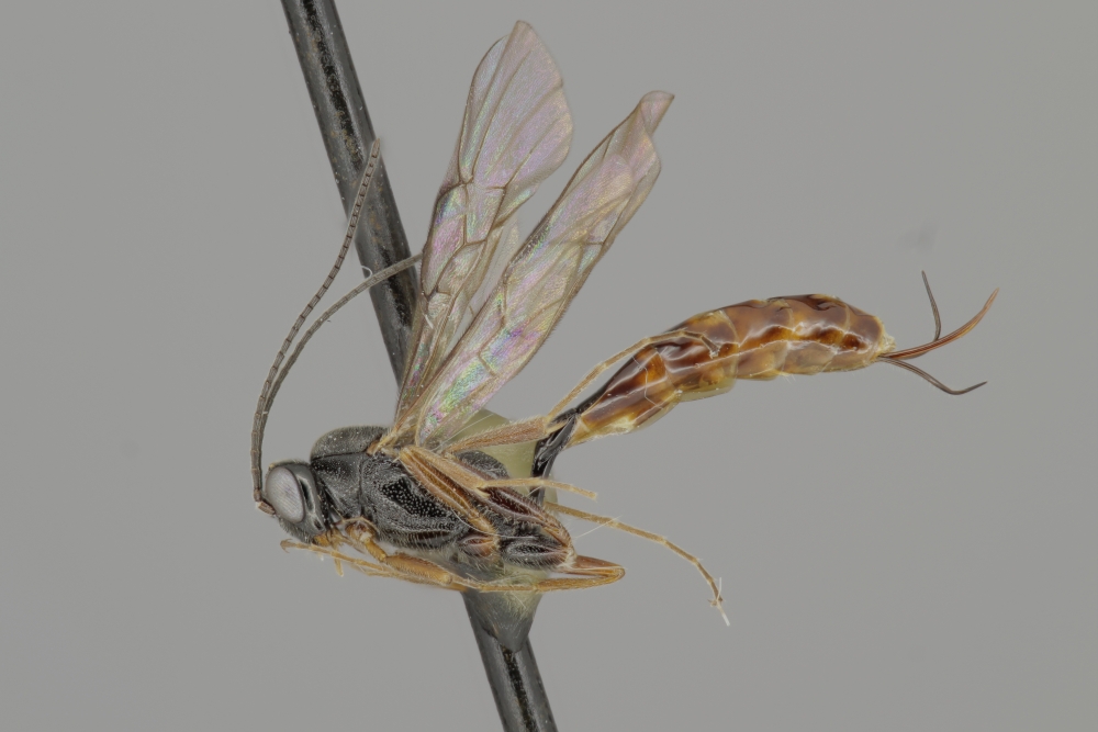 Barycnemis rugosa female