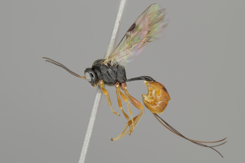 Diaparsis baldufi female