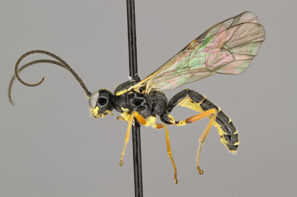 Cteniscus vitticollis male