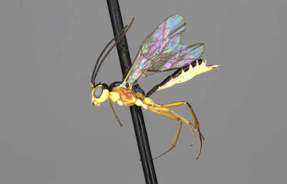 Hercus fontinalis female